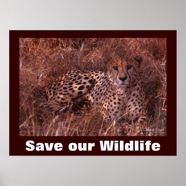 Cheetah Foto Rette unser Wildlife Poster (Vorne)