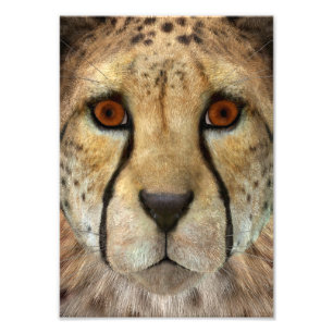 Cheetah Fotodruck