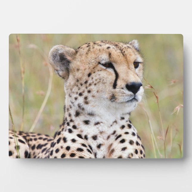 Cheetah Fotoplatte (Vorderseite)