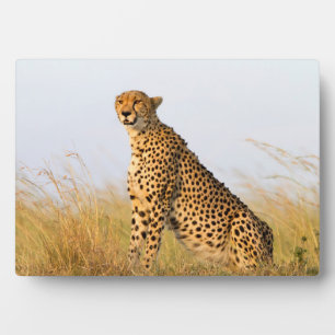Cheetah Fotoplatte