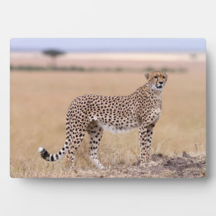 Cheetah Fotoplatte