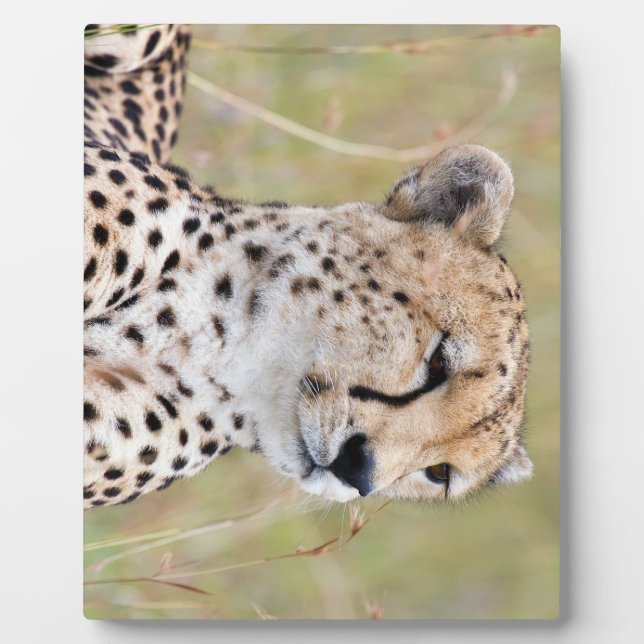 Cheetah Fotoplatte (Vorderseite)