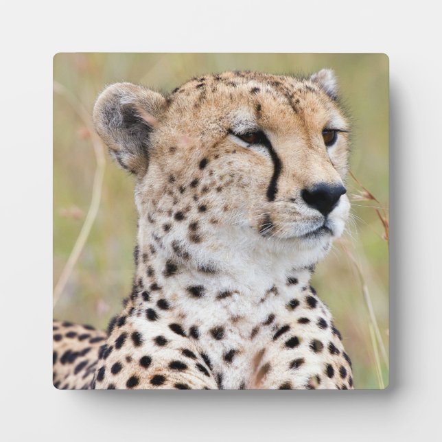 Cheetah Fotoplatte (Vorderseite)
