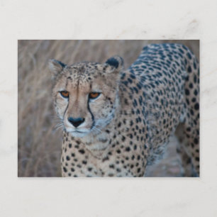 Cheetah für einen Spaziergang Postkarte