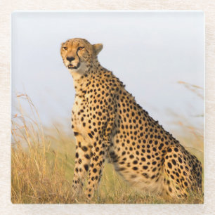 Cheetah Glasuntersetzer
