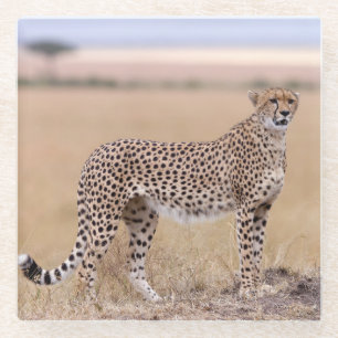 Cheetah Glasuntersetzer