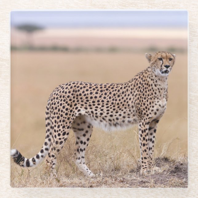 Cheetah Glasuntersetzer (Vorderseite)