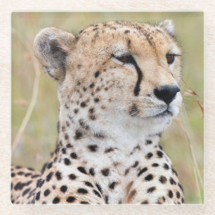 Cheetah Glasuntersetzer