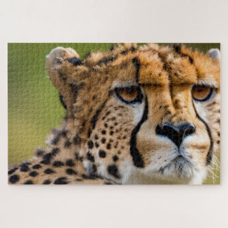 Cheetah Headshot