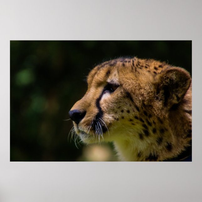 Cheetah Heart you! Poster (Vorne)