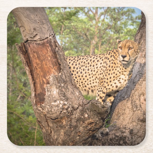 Cheetah in den Baum-Untersetzer Rechteckiger Pappuntersetzer (Vorderseite)