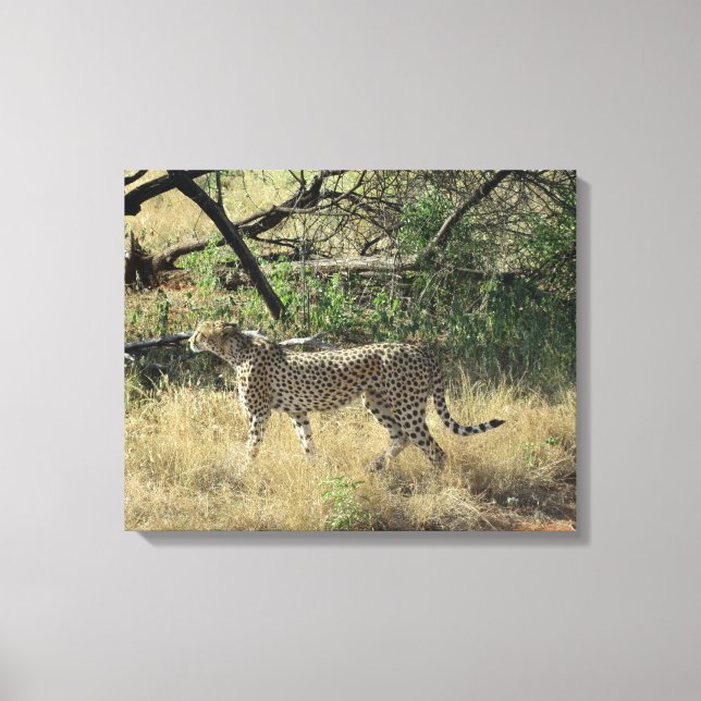 Cheetah in Samburu Leinwanddruck (Vorderseite)
