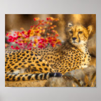 CHEETAH JUST CHILLIN