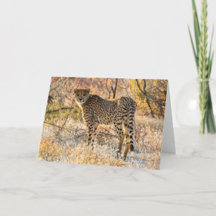 Cheetah Karte