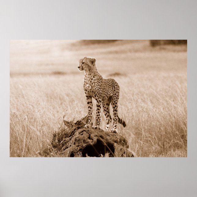 Cheetah Kenia Afrika Poster (Vorne)