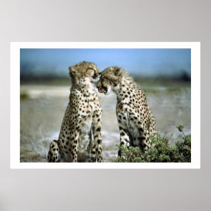 Cheetah Kisses Wildlife Poster