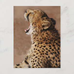 Cheetah könnte einen Löwen erschrecken Postkarte