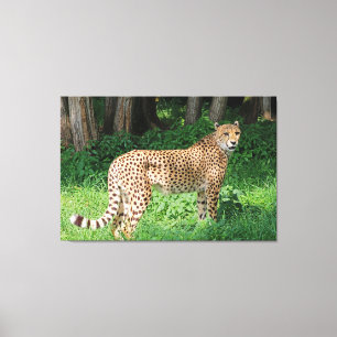 Cheetah Leinwanddruck