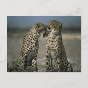 Cheetah Liebe Postkarte