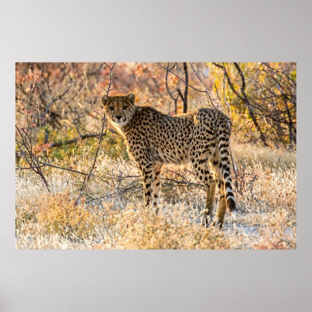 Cheetah Looking Around Poster (Vorne)