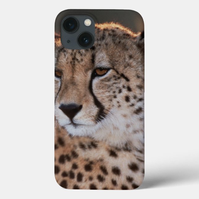 Cheetah Looking Away Case-Mate iPhone Hülle (Rückseite)