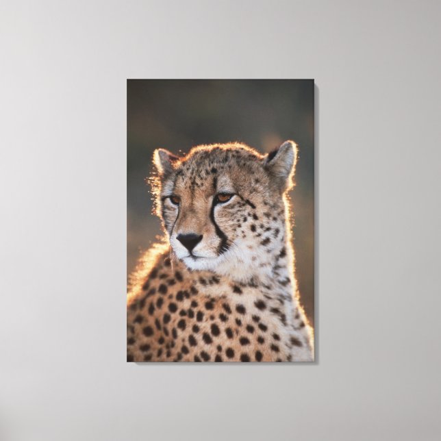 Cheetah Looking Away Leinwanddruck (Vorderseite)