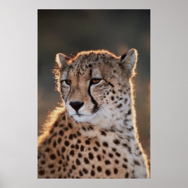 Cheetah Looking Away Poster (Vorne)