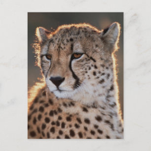 Cheetah Looking Away Postkarte