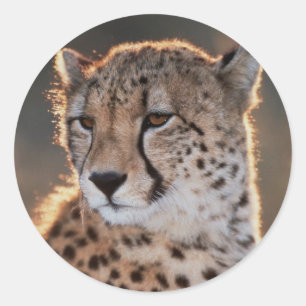 Cheetah Looking Away Runder Aufkleber