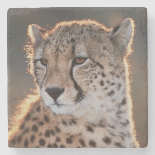 Cheetah Looking Away Steinuntersetzer (Vorderseite)
