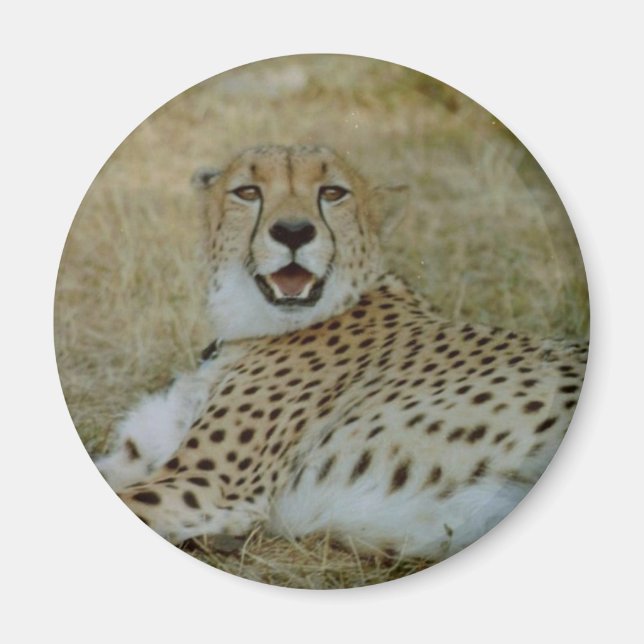 Cheetah Magnet (Vorne)