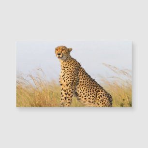 Cheetah Magnetkarte