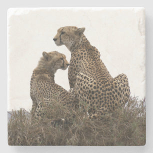 Cheetah Mama und Cube Stone Untersetzer