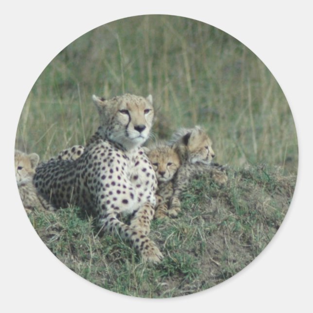 Cheetah Mama und ihre drei Jungen Runder Aufkleber (Vorderseite)
