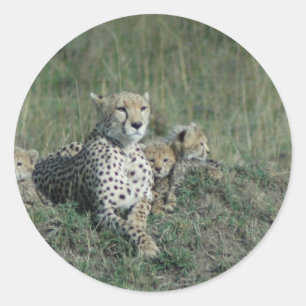 Cheetah-Mama und ihre drei Jungen Runder Aufkleber