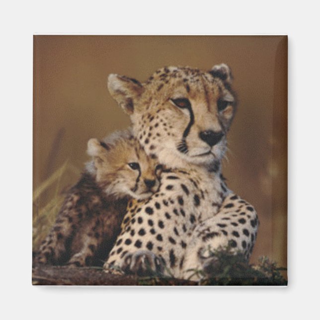 Cheetah Mother und Cub Magnet (Vorne)