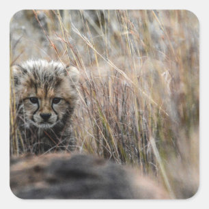 Cheetah niedlich quadratischer aufkleber