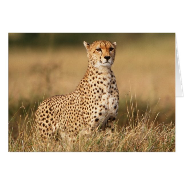 Cheetah on small mound for better visibility (Devant horizontal)
