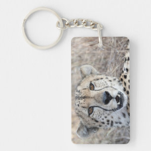 Cheetah Portrait