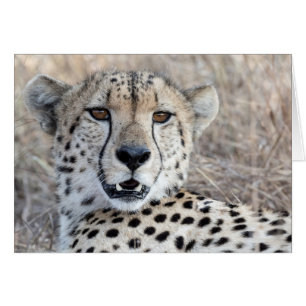 Cheetah Portrait