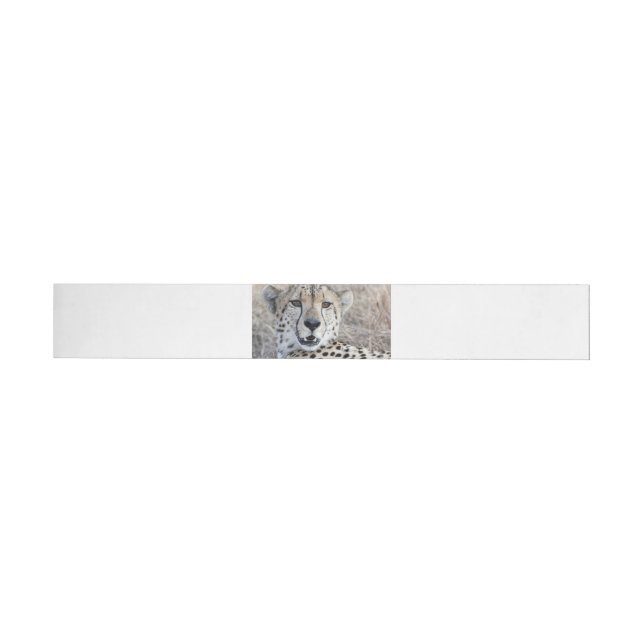 Cheetah Portrait (Person)