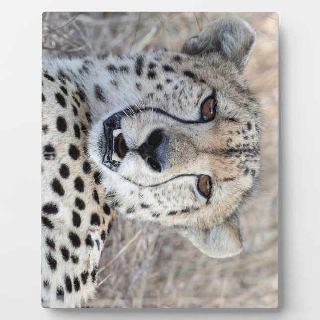 Cheetah Portrait Fotoplatte (Vorderseite)