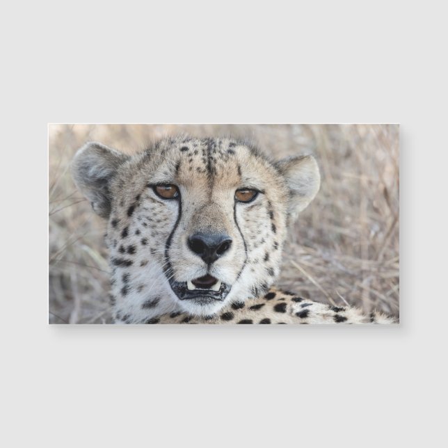 Cheetah Portrait Magnetkarte (Vorderseite)