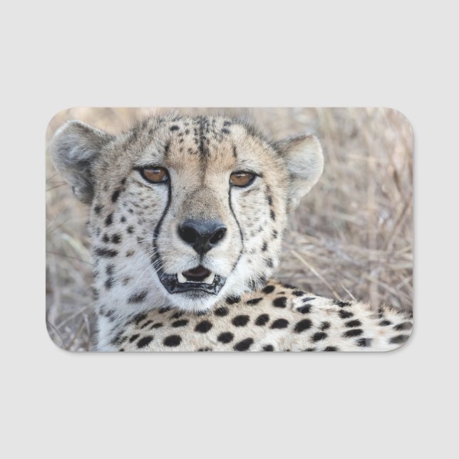 Cheetah Portrait Namensschild (Vorderseite)