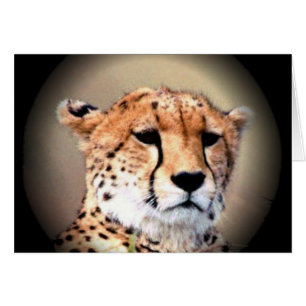 Cheetah Portrait par Pleine lune : La grâce de la