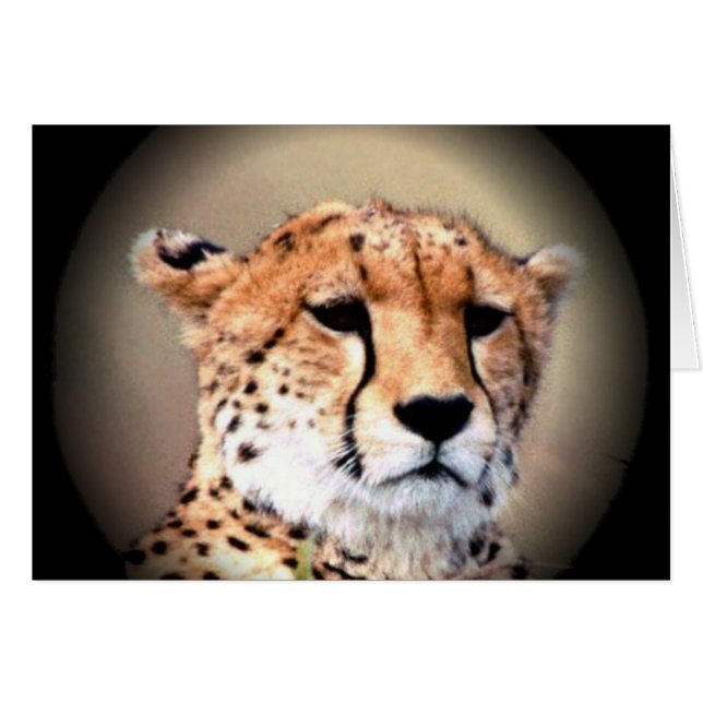 Cheetah Portrait par Pleine lune : La grâce de la  (Devant horizontal)