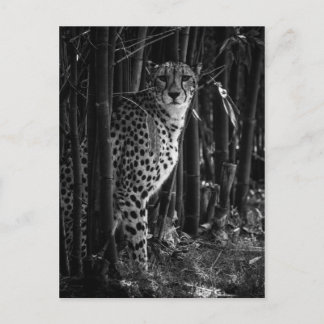 Cheetah Postcard Postkarte