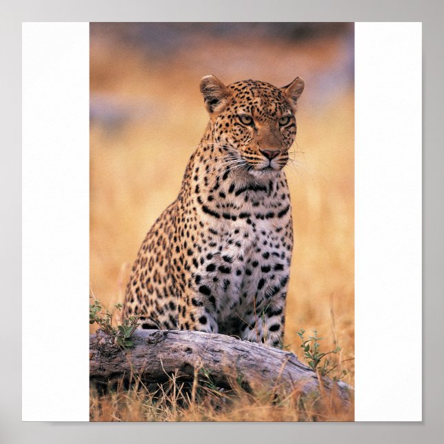 Cheetah Poster (Vorne)