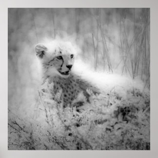 Cheetah Poster