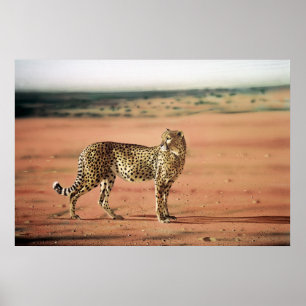 Cheetah Poster